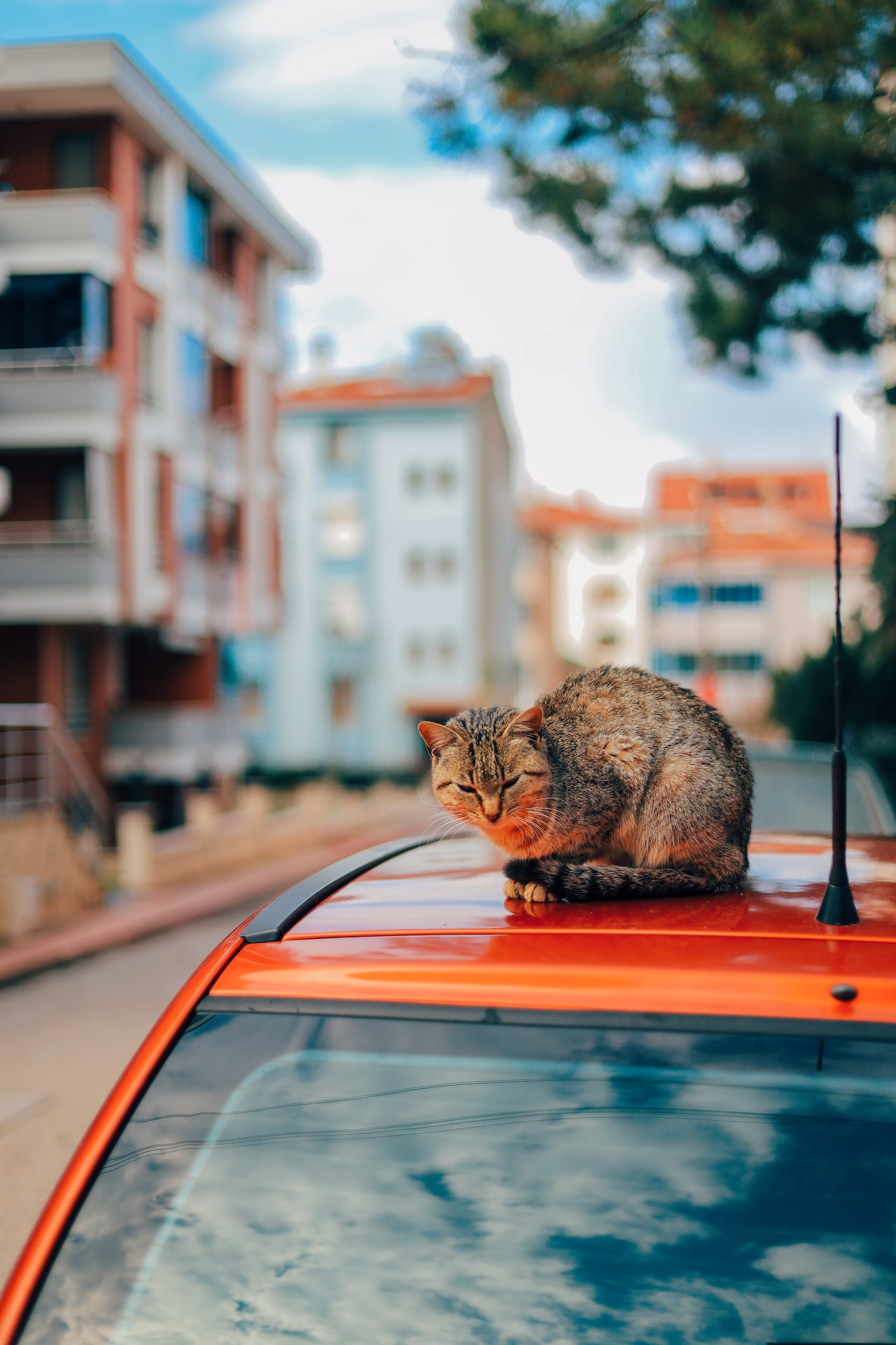 Kako sprečiti mačke da se penju na auto